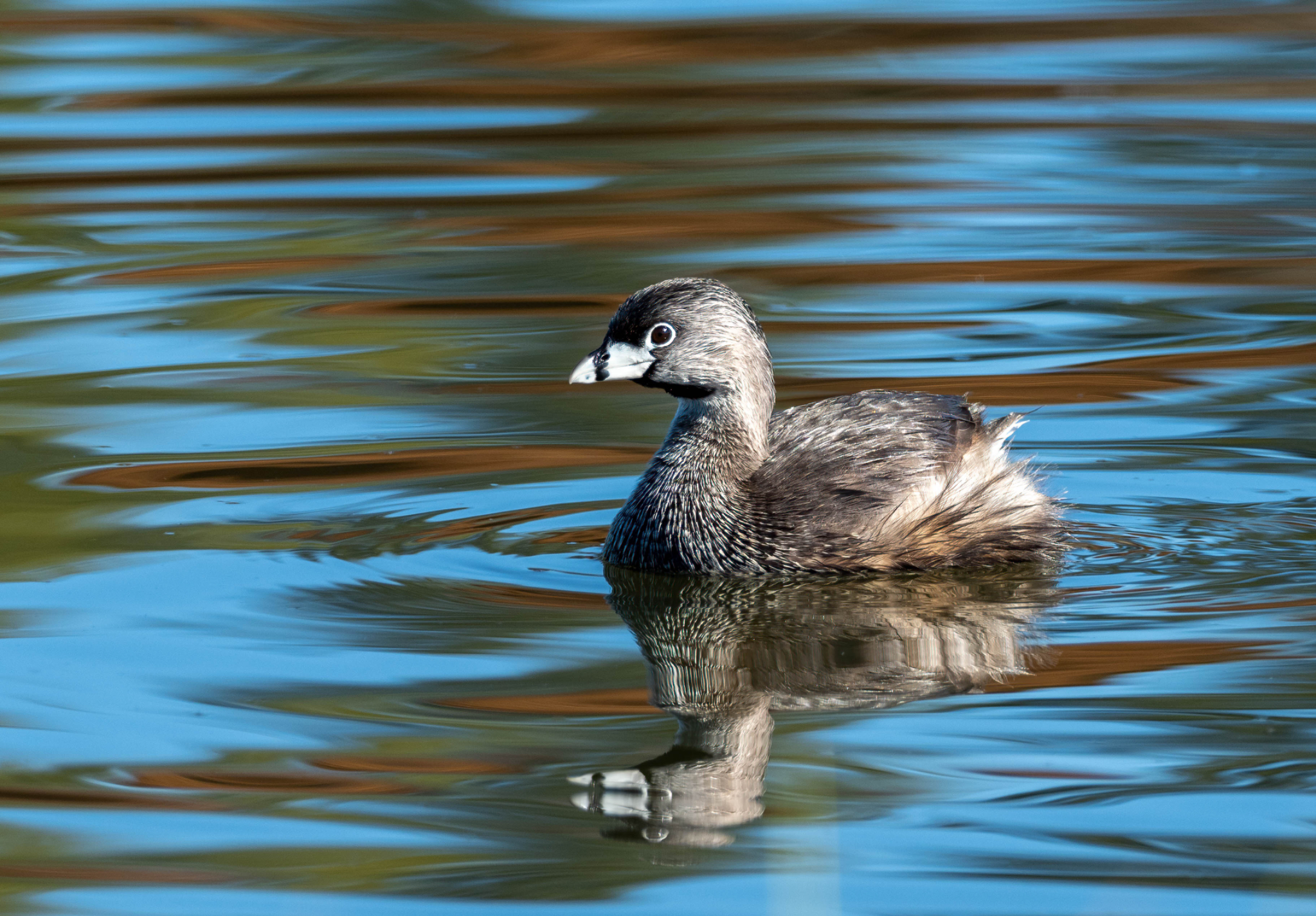 Pied billed Grebe